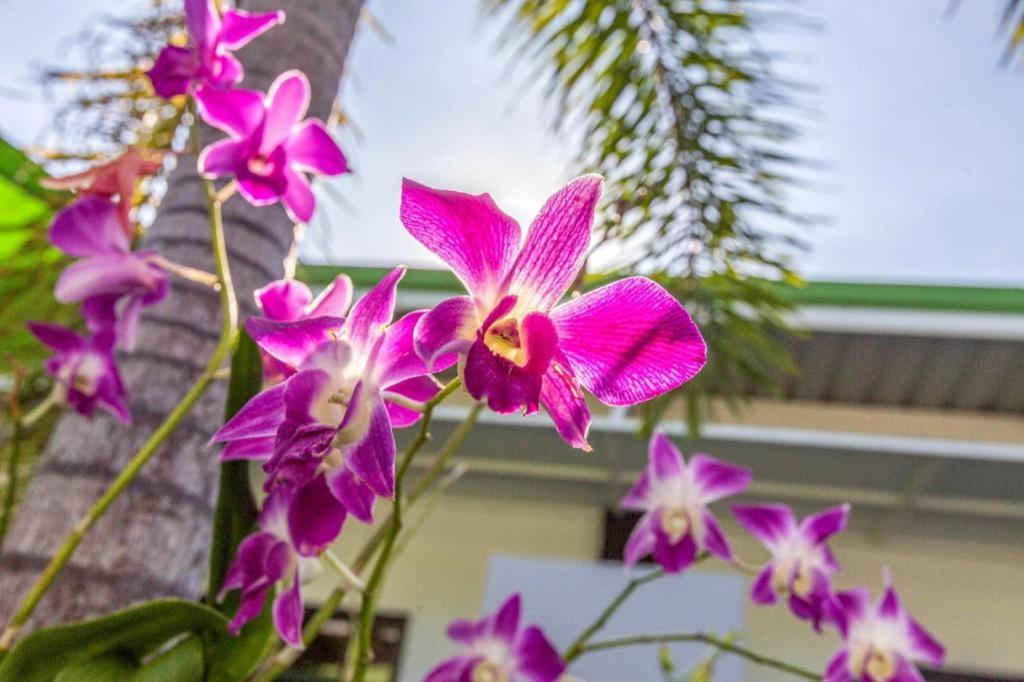 Oyo 450 Rawai Studios Resort المظهر الخارجي الصورة